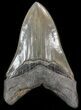 Serrated, Fossil Megalodon Tooth - South Carolina #41613-2